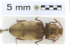 Foto (Dorsalansicht) von Agrypnus palliatus (Candèze, 1857) (NHMW-ZOO-COL-0008112)